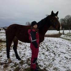 Knabstrupper Jane Højgård 