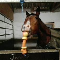 Knabstrupper Jane Højgård 