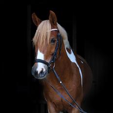 Pinto Araber Felix B-pony og 1/3 A-pony
