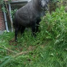 Shetlænder Vive La Liberte