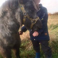 Shetlænder Vive La Liberte