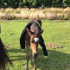 Anden særlig race Cera Bella