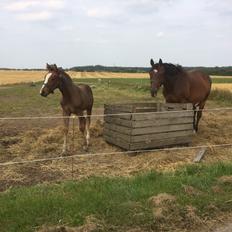 Dansk Varmblod Calabria