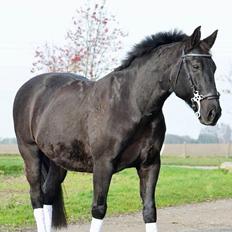 Oldenborg Engtoft's Gordon *RIP*