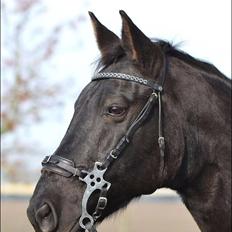 Oldenborg Engtoft's Gordon *RIP*