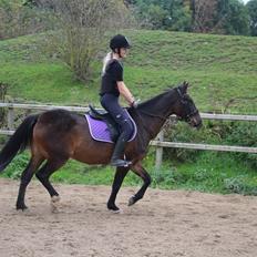 Tysk Sportspony Tequila (Tyk)