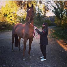 Dansk Varmblod Tusindfryd Himmelhest 