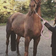 Dansk Varmblod Tusindfryd Himmelhest 