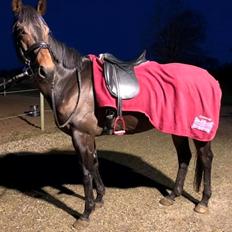 Fuldblod (XX) Jutu ‘solgt’