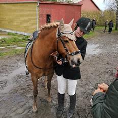 Islænder blanding (arnicorn) | Stjarni