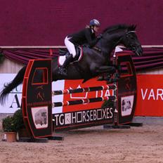 Anden særlig race Kashmir