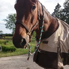 Standardbred Danbury