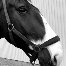 Frederiksborg Stenhedegårds special painted