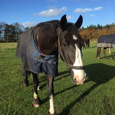 Frederiksborg Stenhedegårds special painted