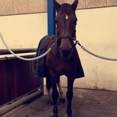 Dansk Varmblod Sky walker (Kurt) 