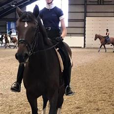 Dansk Varmblod Sky walker (Kurt) 