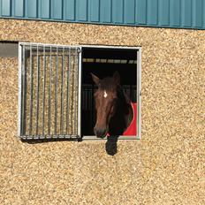 Dansk Varmblod Sky walker (Kurt) 