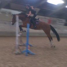 Dansk Varmblod Chamobell-pkj