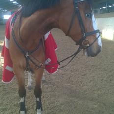 Dansk Varmblod Chamobell-pkj