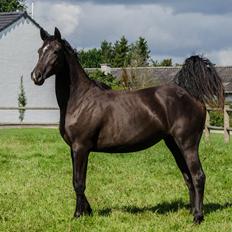 Dansk Varmblod Emerald