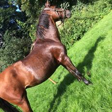 New Forest Amadian (Ams)