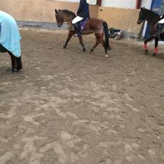 New Forest Amadian (Ams)