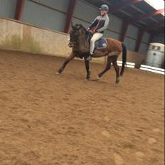 New Forest Amadian (Ams)