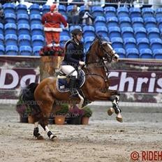 Dansk Varmblod Cornelia højbo *Himmel hest*