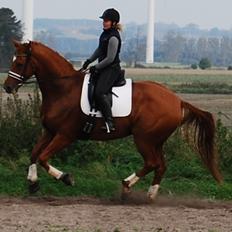 Hannoveraner Wild west