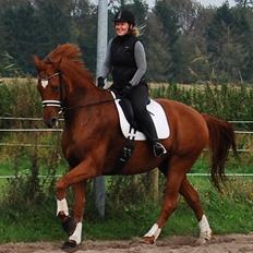 Hannoveraner Wild west