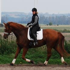 Hannoveraner Wild west