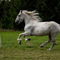 Anden særlig race Akira