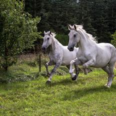 Anden særlig race Akira