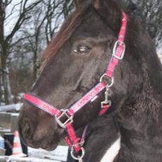 Barockpinto New Star 