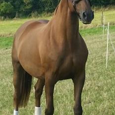 Dansk Varmblod Cayenne