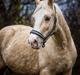 Welsh Cob (sec D) MELANDERS WILL TURNER *Avlshingst*