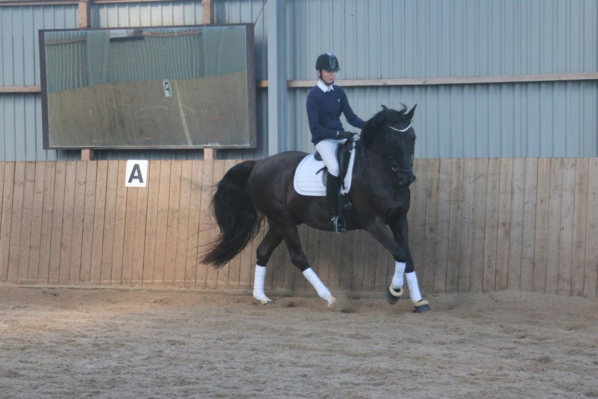 Dansk Varmblod Tranholms Santiago - Åbenthus BED oktober 2017 billede 9