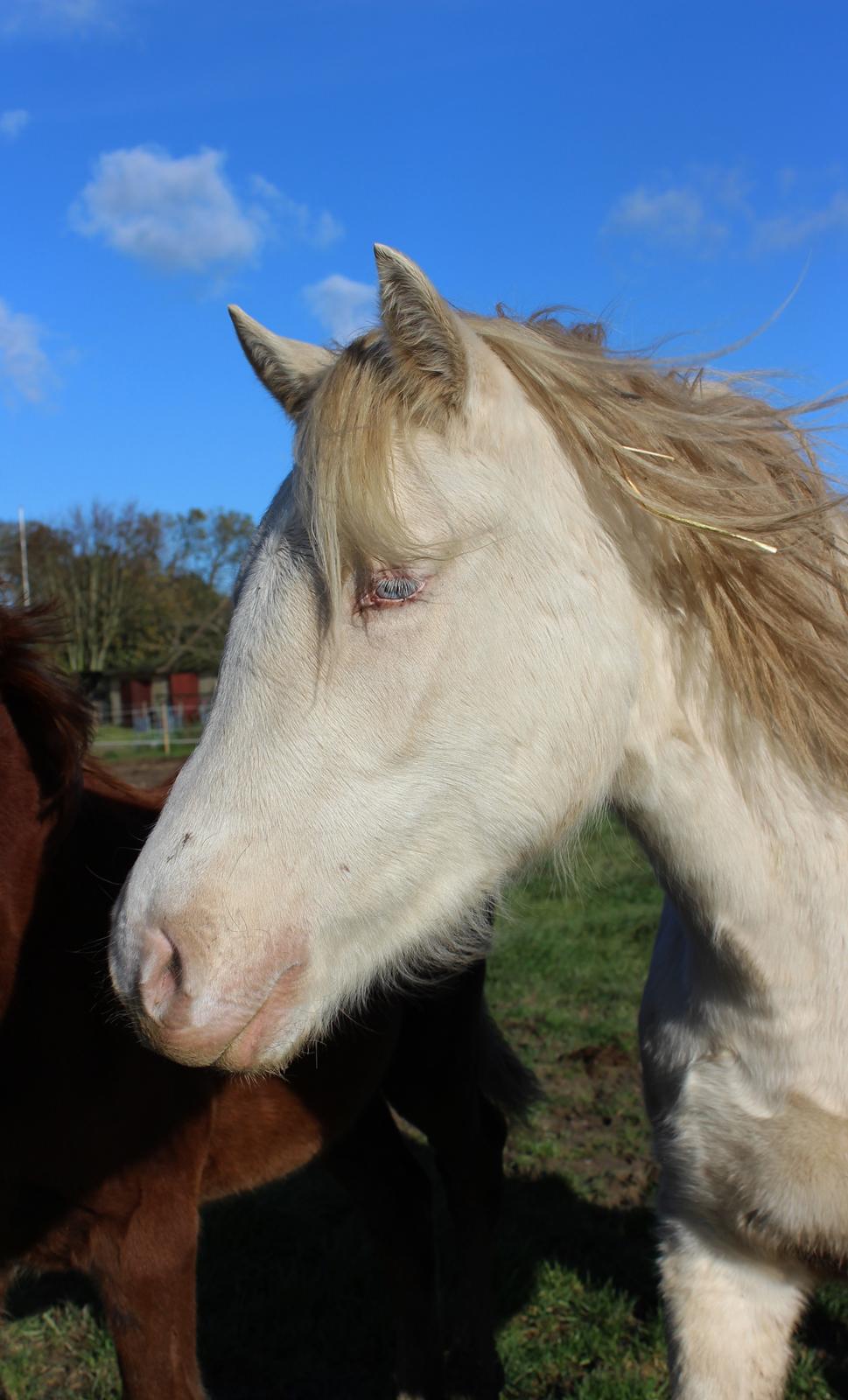 Welsh Cob (sec D) Ynyslyns Celebration billede 37