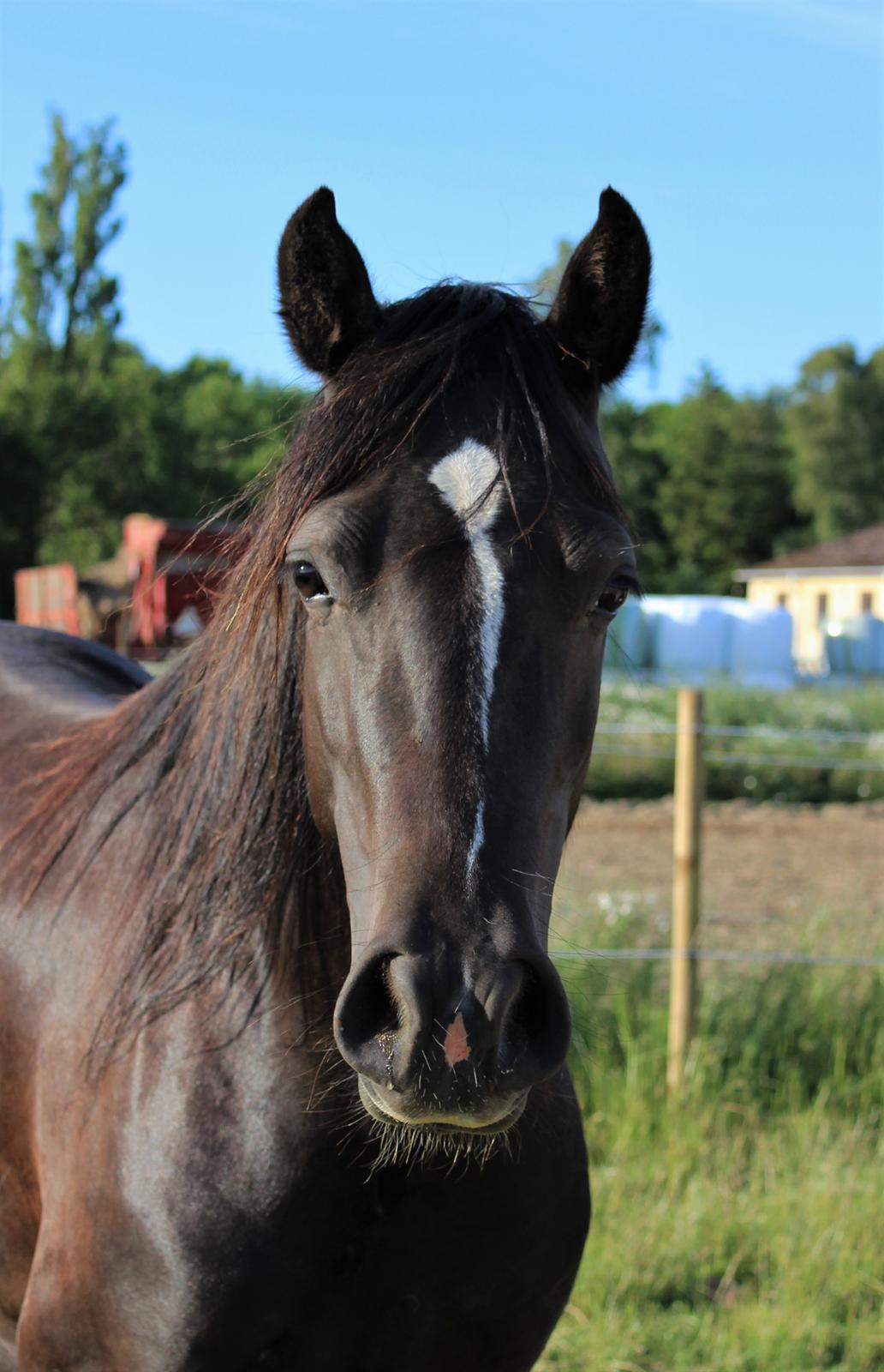 Welsh Cob (sec D) Survivor's ma bell billede 9
