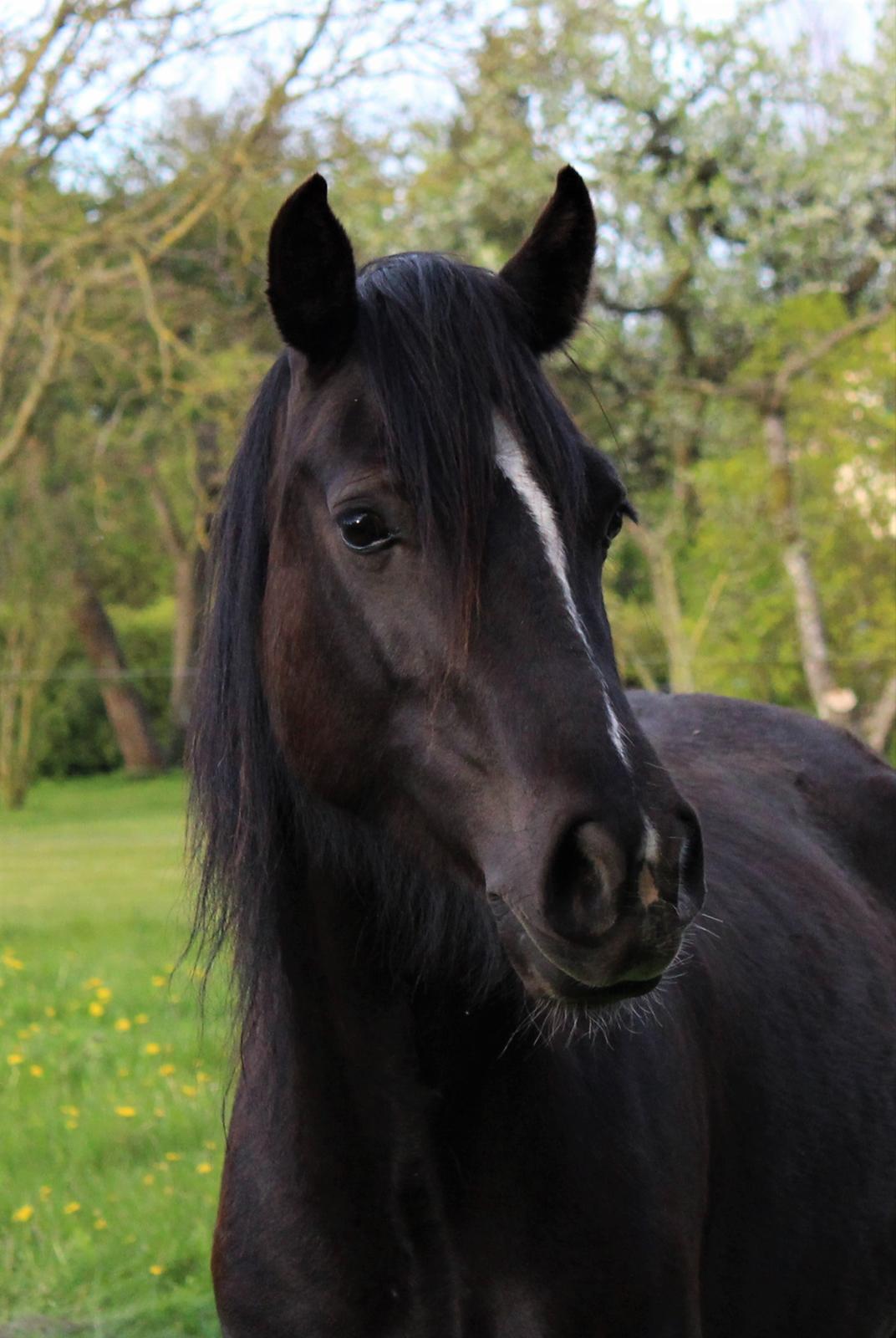 Welsh Cob (sec D) Survivor's ma bell billede 10