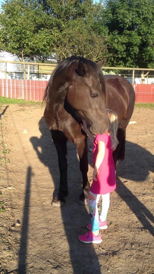 Welsh Cob (sec D) Survivor's ma bell billede 11