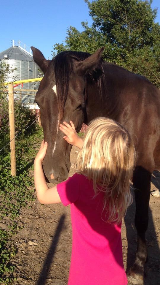 Welsh Cob (sec D) Survivor's ma bell billede 12