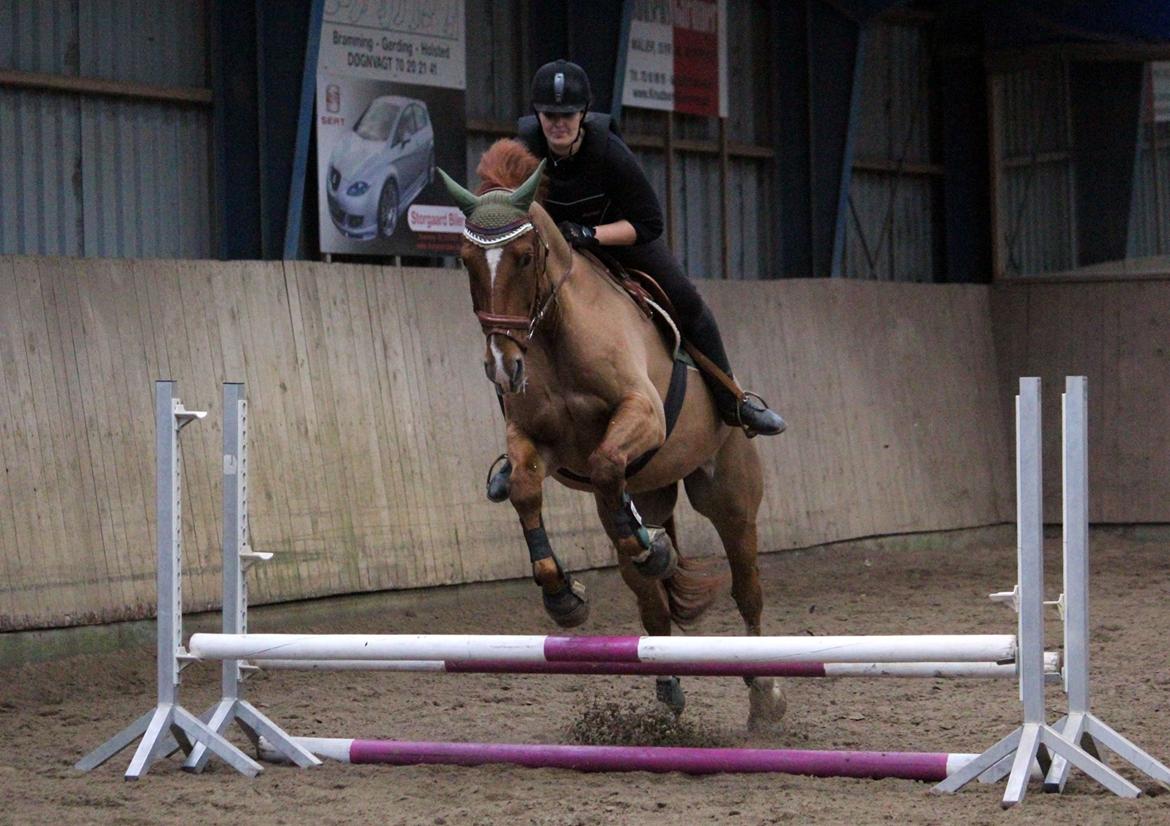 Anden særlig race Athene (SOLGT) - Hop :D billede 27