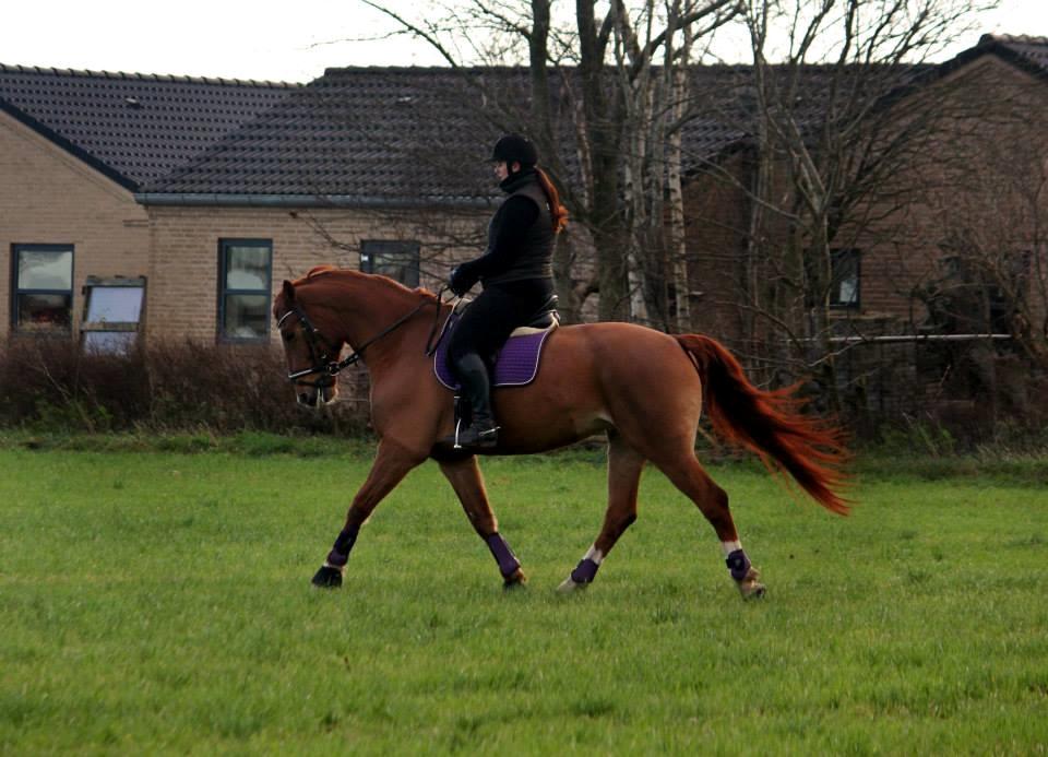 Anden særlig race Athene (SOLGT) - På Tur billede 45