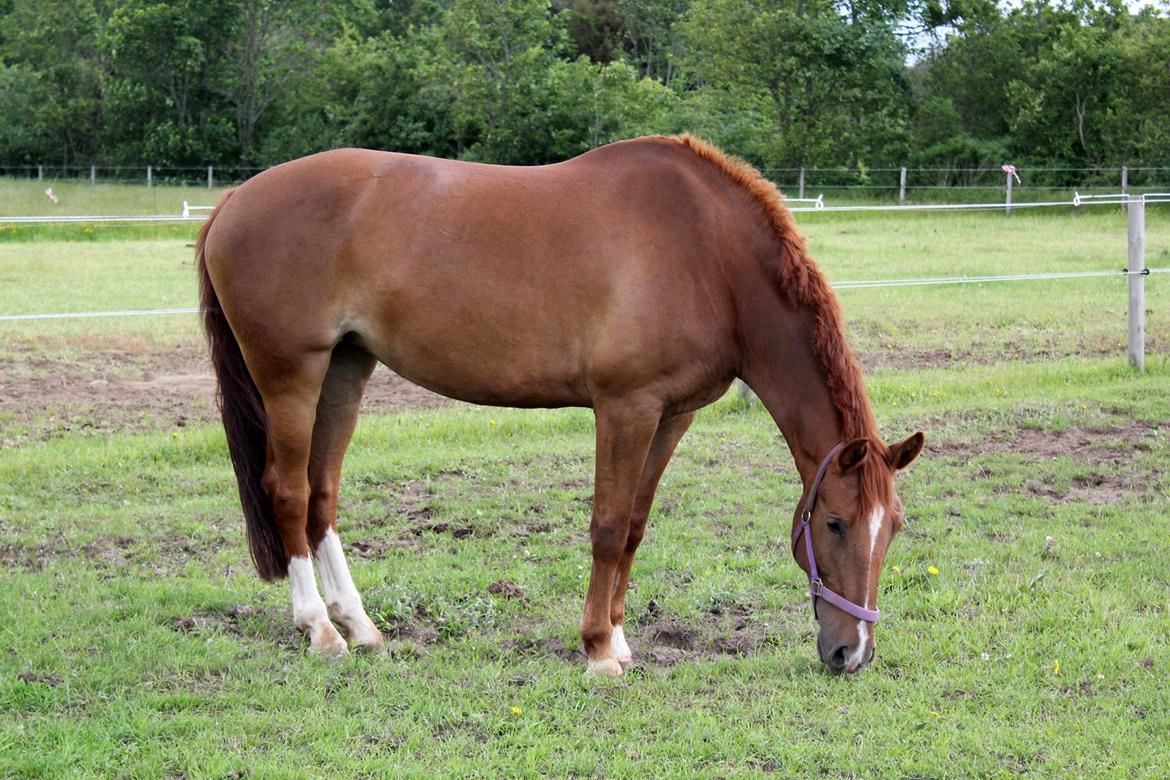 Anden særlig race Athene (SOLGT) - På marken billede 46