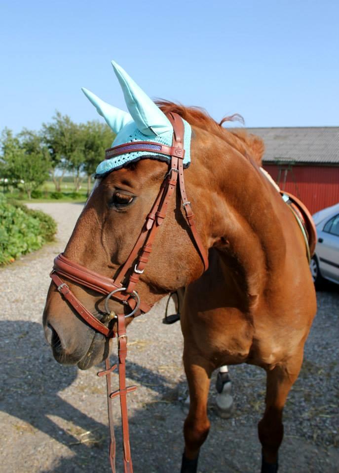 Anden særlig race Athene (SOLGT) - Pretty <3 billede 48