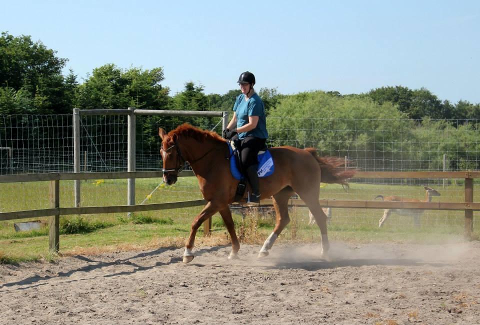 Anden særlig race Athene (SOLGT) - Dressur Træning billede 49