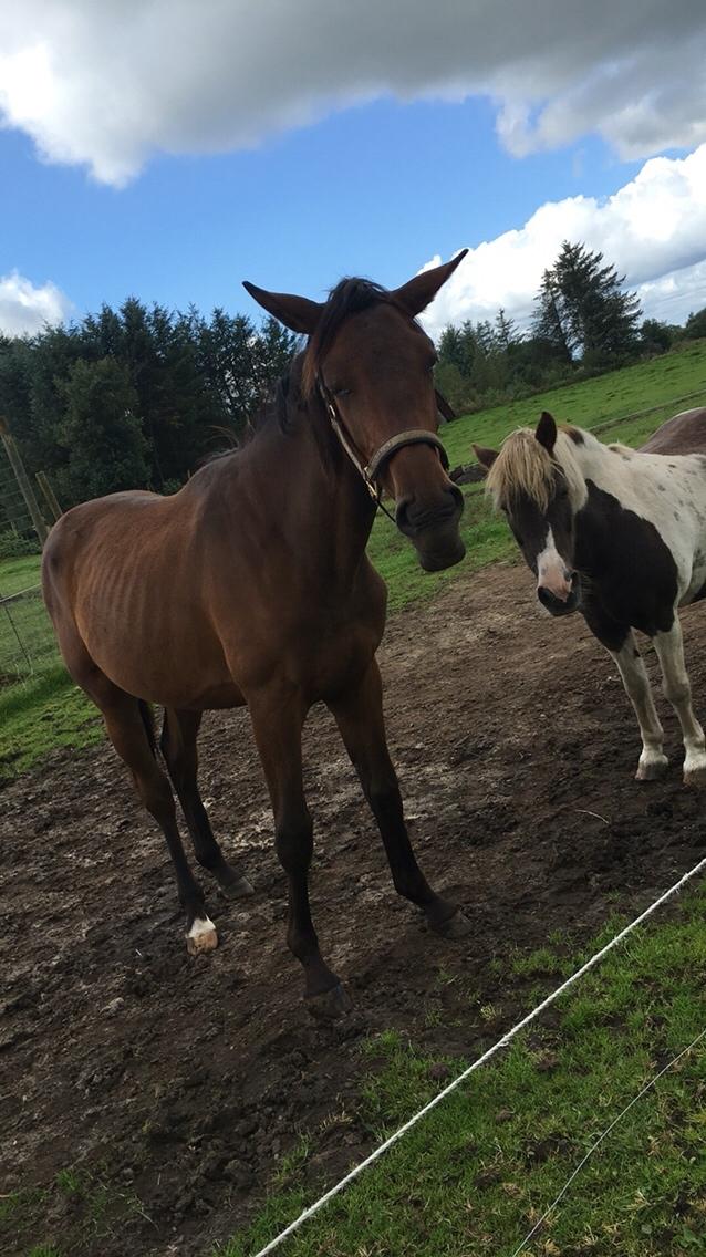 Dansk Varmblod Manifique Ax billede 4