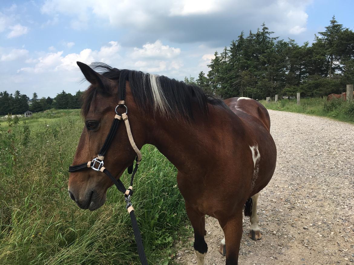 Anden særlig race Sandy billede 15