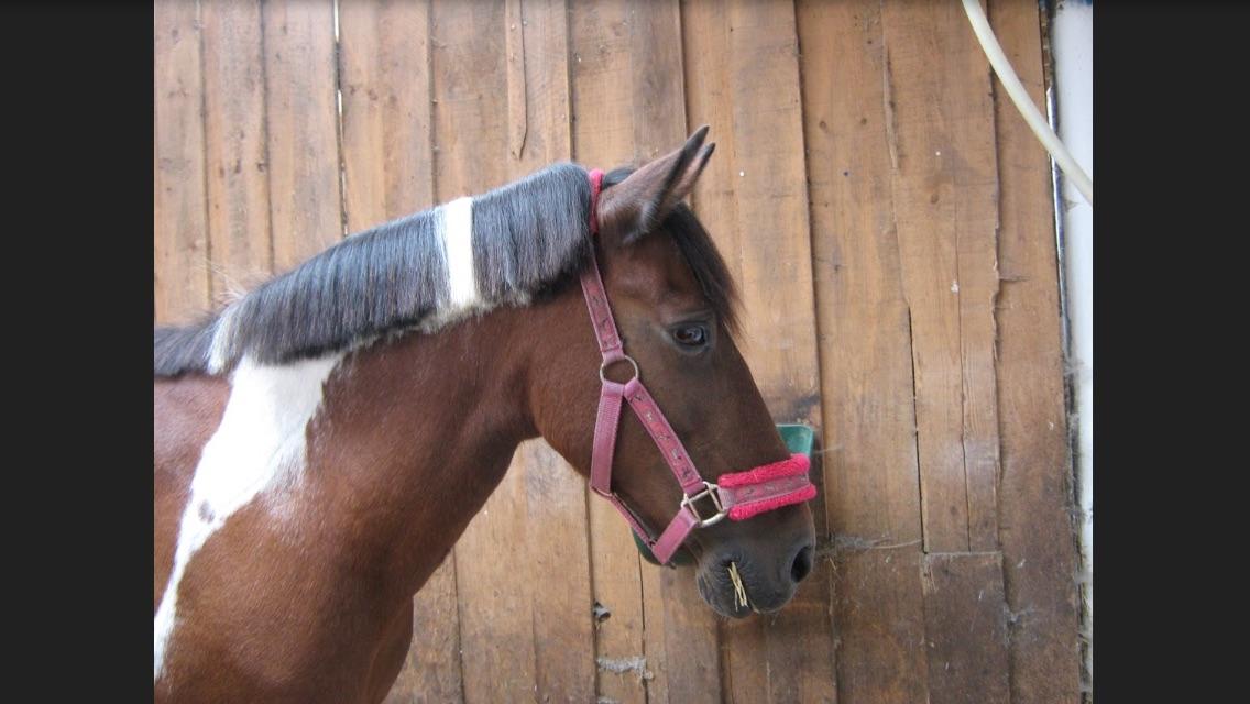 Anden særlig race Sandy billede 17